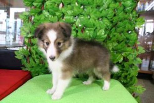 成約済の京都府のシェットランドシープドッグ(シェルティ)-8591の4枚目