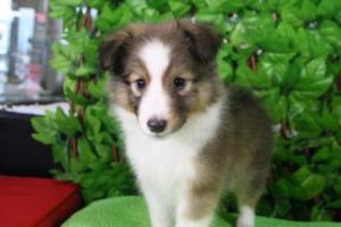 成約済の京都府のシェットランドシープドッグ(シェルティ)-8591の5枚目