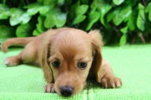 成約済の京都府のミニチュアダックスフンド-8592の1枚目