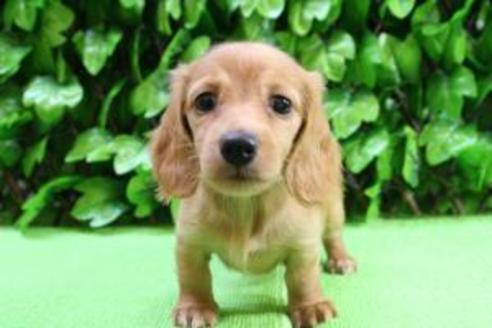 成約済の京都府のミニチュアダックスフンド-8592の2枚目