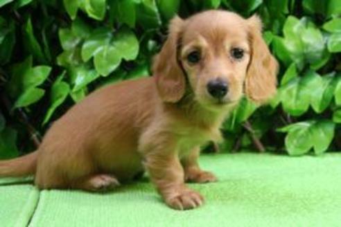 成約済の京都府のミニチュアダックスフンド-8592の4枚目