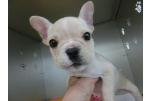成約済の福岡県のフレンチブルドッグ-8477の1枚目