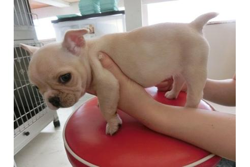 成約済の福岡県のフレンチブルドッグ-8477の2枚目