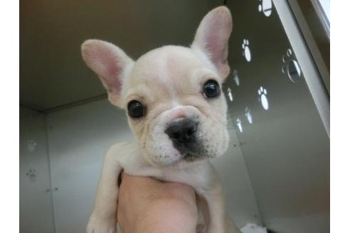 成約済の福岡県のフレンチブルドッグ-8477の3枚目