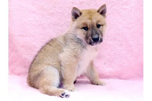 成約済の栃木県の四国犬-8654の1枚目