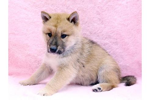 成約済の栃木県の四国犬-8654の2枚目