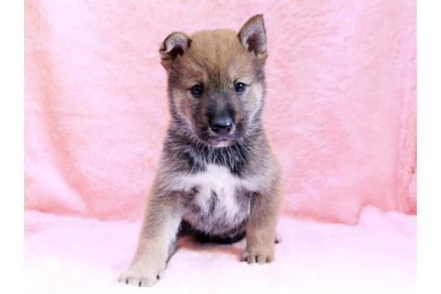 成約済の栃木県の四国犬-8655の1枚目