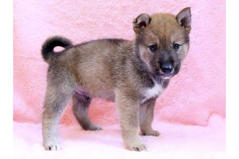 成約済の栃木県の四国犬-8655の2枚目