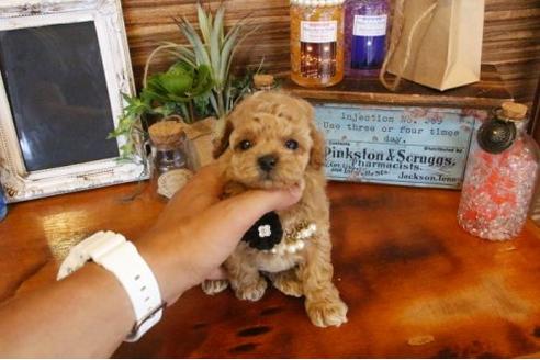 成約済の埼玉県のトイプードル-8671の1枚目