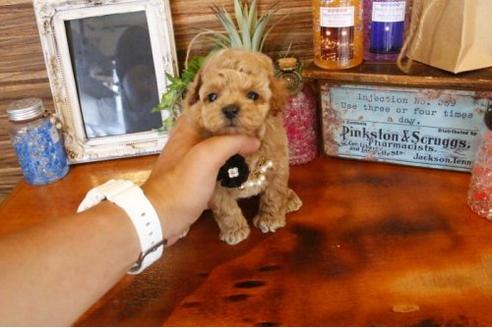 成約済の埼玉県のトイプードル-8671の2枚目