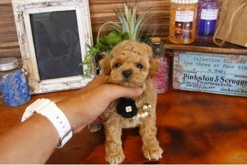 成約済の埼玉県のトイプードル-8671の3枚目