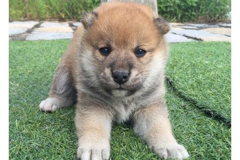 成約済の長崎県の柴犬-7391の1枚目