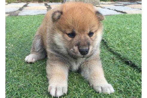 成約済の長崎県の柴犬-7391の2枚目