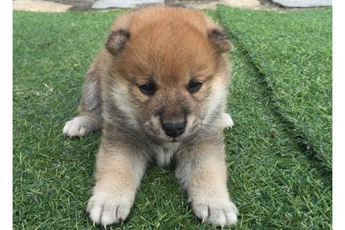 成約済の長崎県の柴犬-7391の3枚目