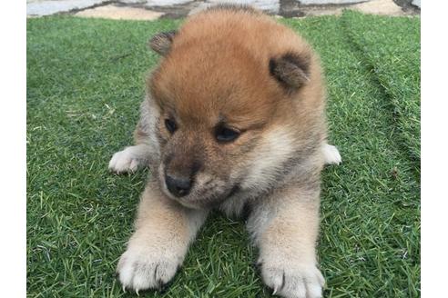 成約済の長崎県の柴犬-7391の4枚目