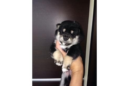 成約済の山口県の柴犬-8708の1枚目