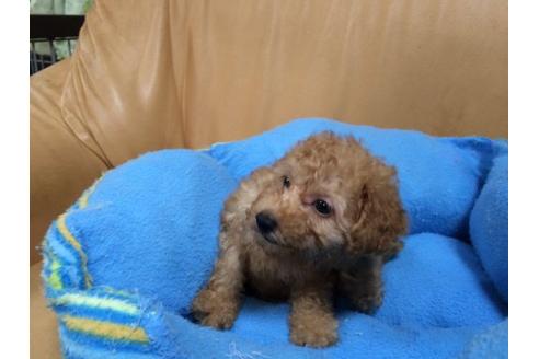 成約済の栃木県のトイプードル-8710の3枚目