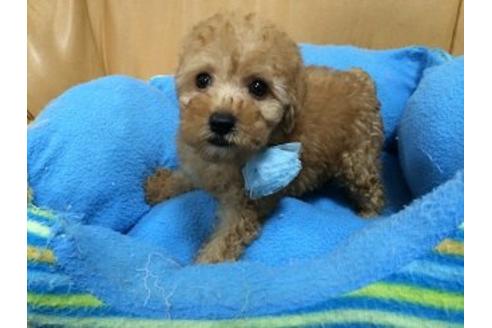 成約済の栃木県のトイプードル-8711の2枚目