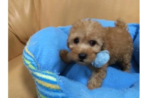 成約済の栃木県のトイプードル-8711の3枚目