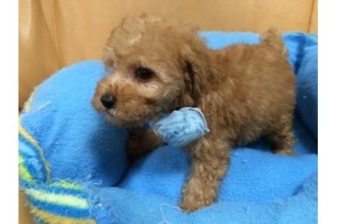 成約済の栃木県のトイプードル-8711の1枚目