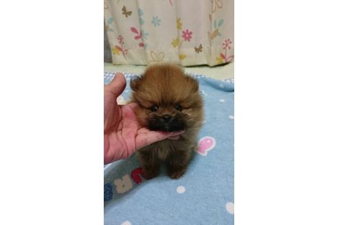 成約済の三重県のポメラニアン-8716の1枚目