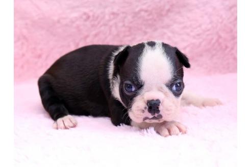 成約済の栃木県のボストンテリア-8743の1枚目