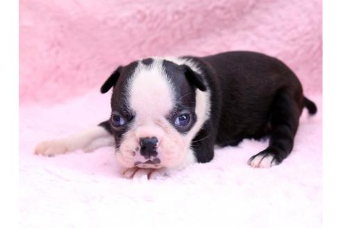 成約済の栃木県のボストンテリア-8743の2枚目