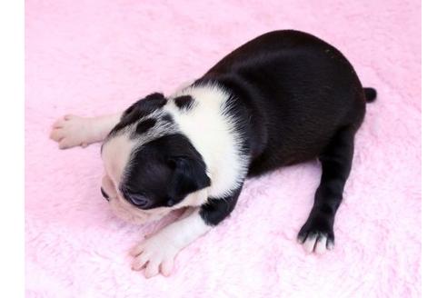 成約済の栃木県のボストンテリア-8743の3枚目