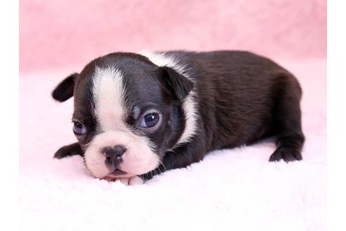 成約済の栃木県のボストンテリア-8744の1枚目