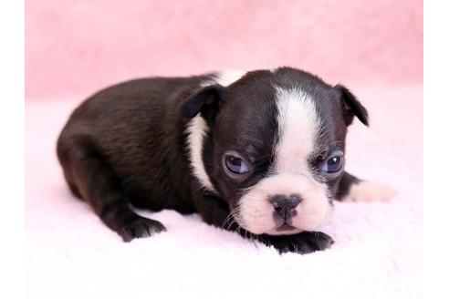 成約済の栃木県のボストンテリア-8744の2枚目