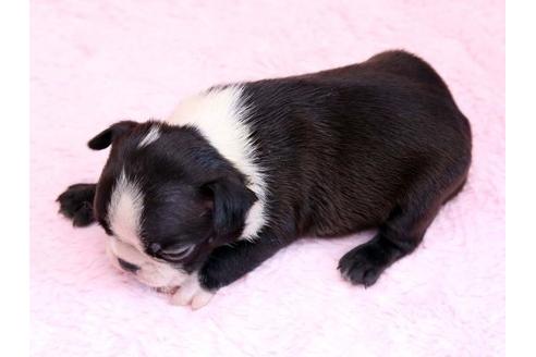 成約済の栃木県のボストンテリア-8744の3枚目