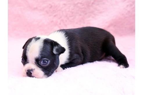 成約済の栃木県のボストンテリア-8745の2枚目