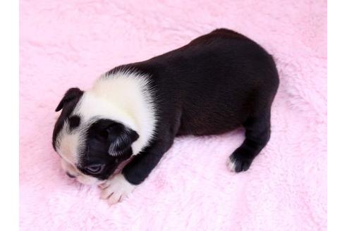 成約済の栃木県のボストンテリア-8745の3枚目