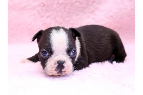 成約済の栃木県のボストンテリア-8746の1枚目