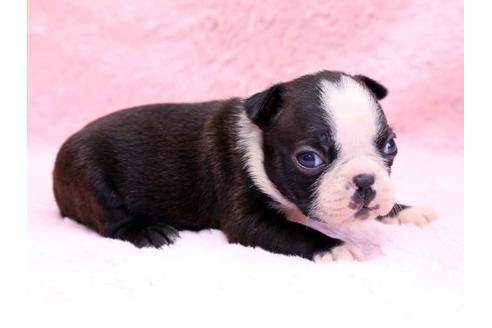 成約済の栃木県のボストンテリア-8746の2枚目