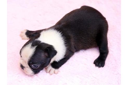 成約済の栃木県のボストンテリア-8746の3枚目