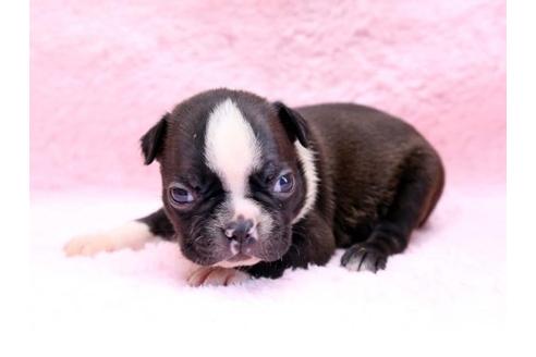 成約済の栃木県のボストンテリア-8747の3枚目