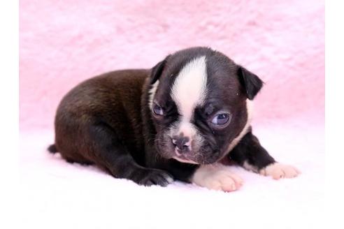 成約済の栃木県のボストンテリア-8747の1枚目