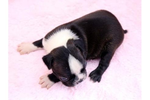 成約済の栃木県のボストンテリア-8747の2枚目