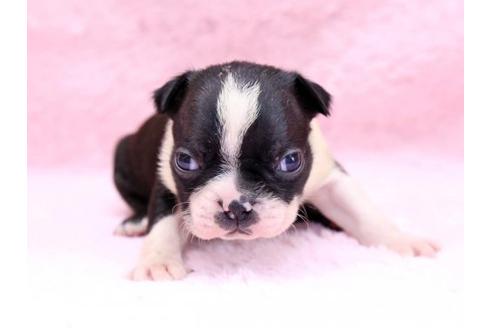 成約済の栃木県のボストンテリア-8748の1枚目