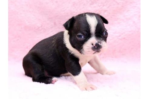 成約済の栃木県のボストンテリア-8748の2枚目