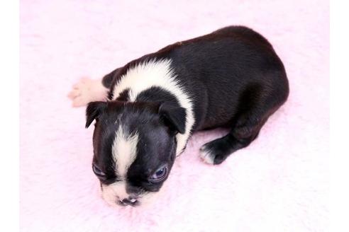 成約済の栃木県のボストンテリア-8748の3枚目