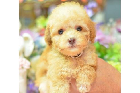 成約済の埼玉県のトイプードル-6310の1枚目