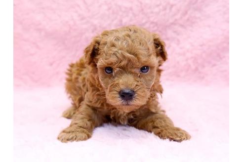 成約済の栃木県のトイプードル-8773の1枚目