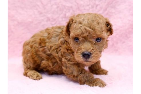 成約済の栃木県のトイプードル-8773の2枚目