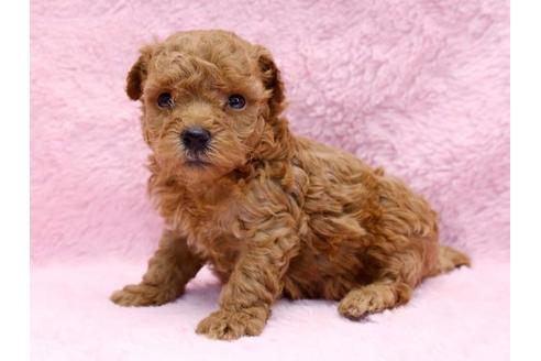 成約済の栃木県のトイプードル-8773の3枚目