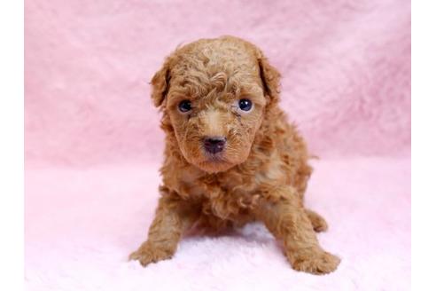 成約済の栃木県のトイプードル-8774の1枚目