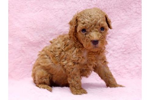 成約済の栃木県のトイプードル-8774の2枚目