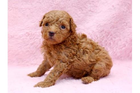 成約済の栃木県のトイプードル-8774の3枚目