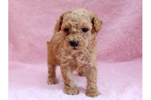 成約済の栃木県のトイプードル-8775の1枚目